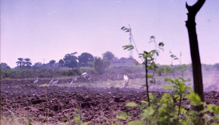 fallow deer characteristics