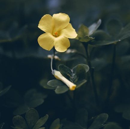 pes 2015 release date